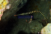 Dunckerocampus pessuliferus-Pasar wajo Mandarin city-4m-20180602nuit-Denis-ADER-DSC_3444_tn